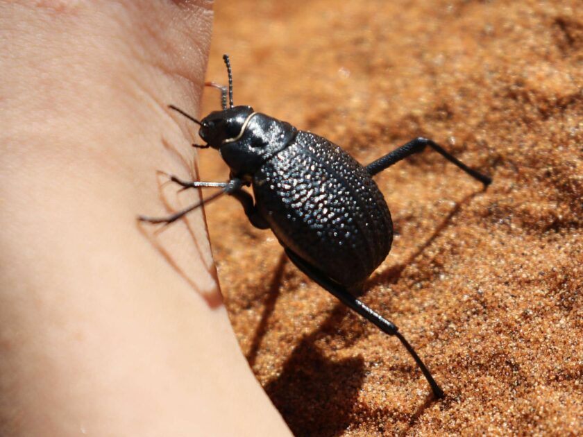 Besouro do deserto subindo na mão de uma pessoa em ambiente arenoso