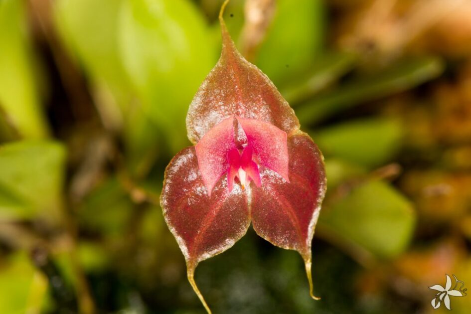 orquideas.eco .br Lepanthes tsubotae 1 1024x683 1