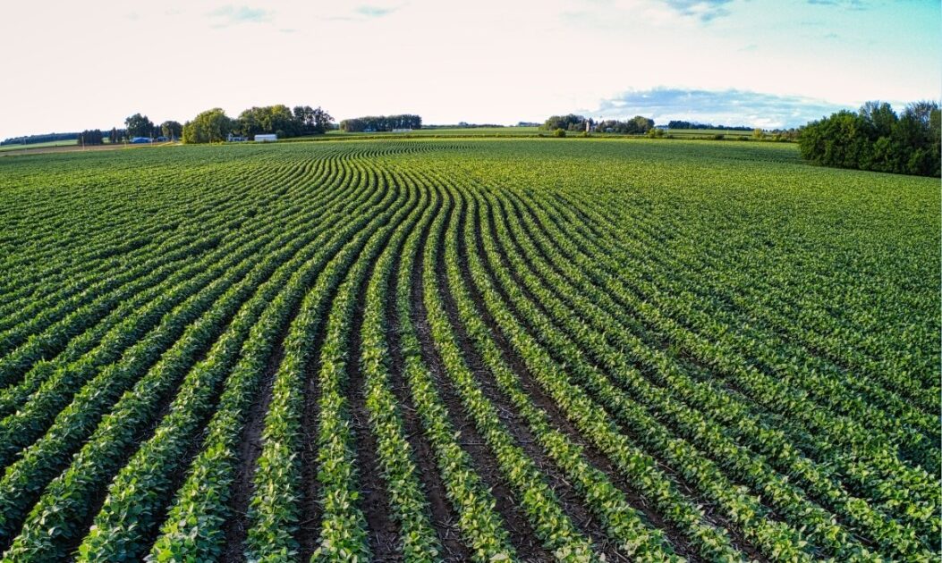 Plantação com vegetação verde sob luz do sol, ilustrando o ciclo de respiração das plantas.