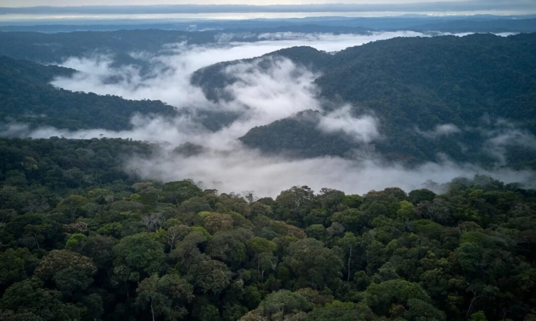 Floresta amazônica com névoa, ilustrando o papel limitado da fertilização por CO₂ diante da baixa disponibilidade de nutrientes.
