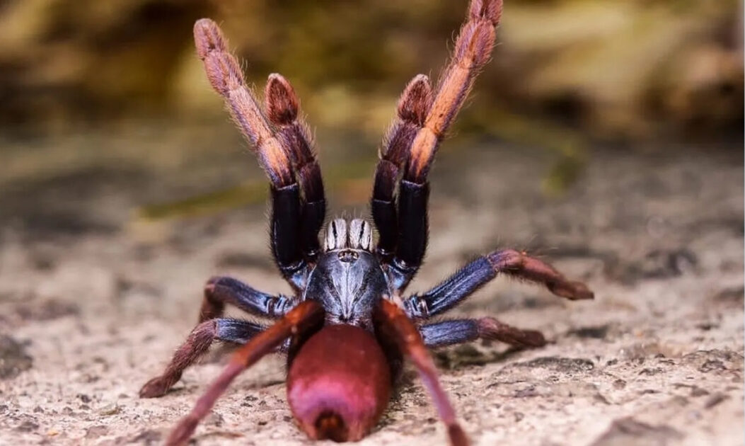 Tigre-da-terra psicodélico ou tarântula arco-íris indiana (Cilantica devamatha ).