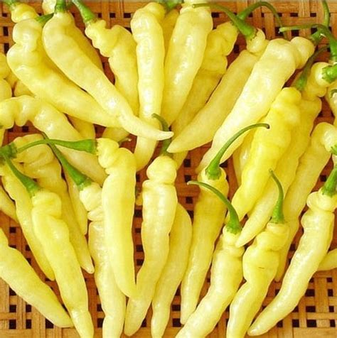 OIP.m G Z6dqjo86UE5SFjkwqwHaHc