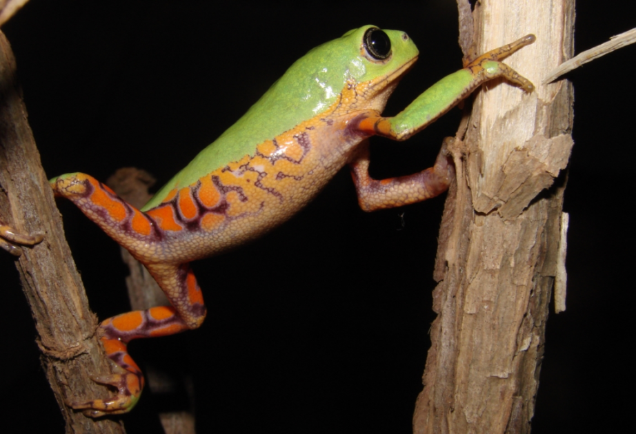 Pithecopus oreades Serra de Caldas Goias. Foto Reuber Brandao
