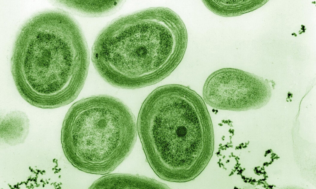 Imagem de microscopia eletrônica de transmissão (MET) de Prochlorococcus marinus, microrganismo marinho responsável por parte da produção de oxigênio nos oceanos.