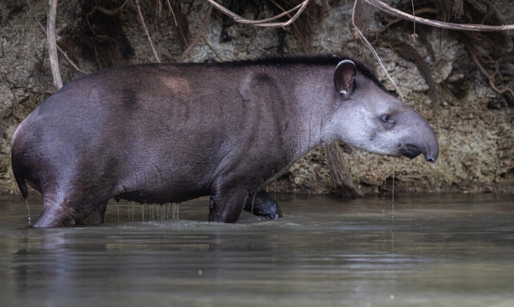 Anta caminhando em área de água no Cerrado brasileiro, símbolo da biodiversidade do Cerrado.
