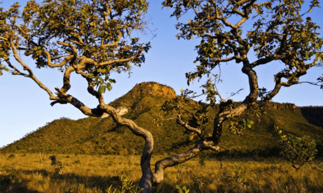 Árvore com tronco retorcido em área de Cerrado, típica das formações savânicas adaptadas a solos ácidos e ao fogo.