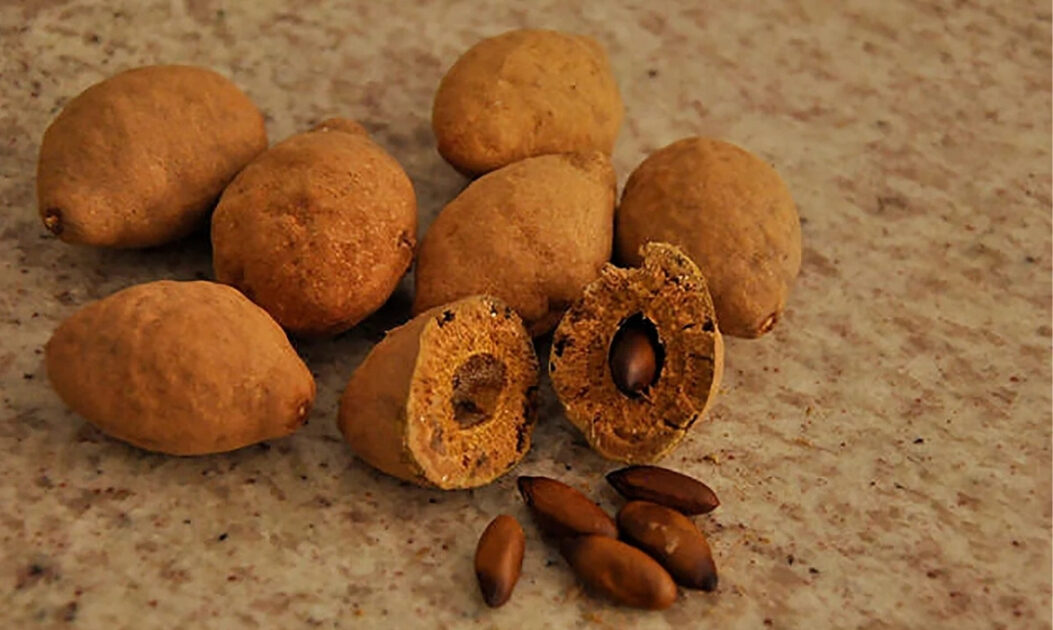 Fruto de baru aberto mostrando a amêndoa, espécie típica da biodiversidade do Cerrado.