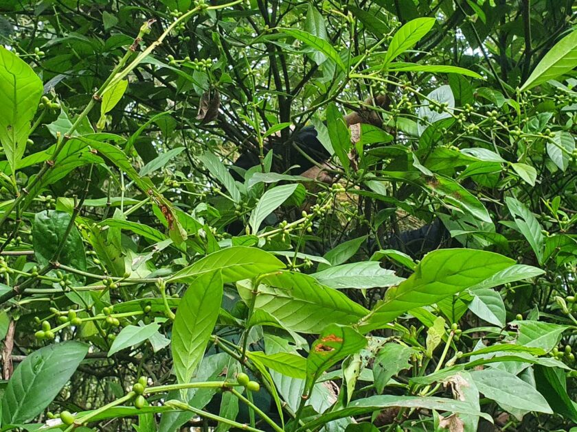 Folha de chacrona (Psychotria viridis), planta utilizada na ayahuasca e associada aos psicodélicos na Amazônia. Crédito: Caroline Apple / Brasil de Fato.
