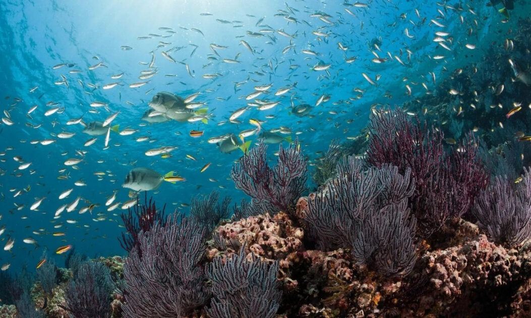 Peixes-donzela nadam em recife de corais na Baixa Califórnia do Sul, México, representando a biodiversidade dos oceanos.
