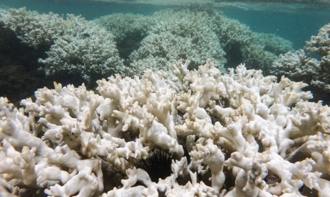 Corais branqueados próximos a Tamandaré, em Pernambuco, fenômeno associado ao aquecimento dos oceanos e ao estresse térmico marinho.