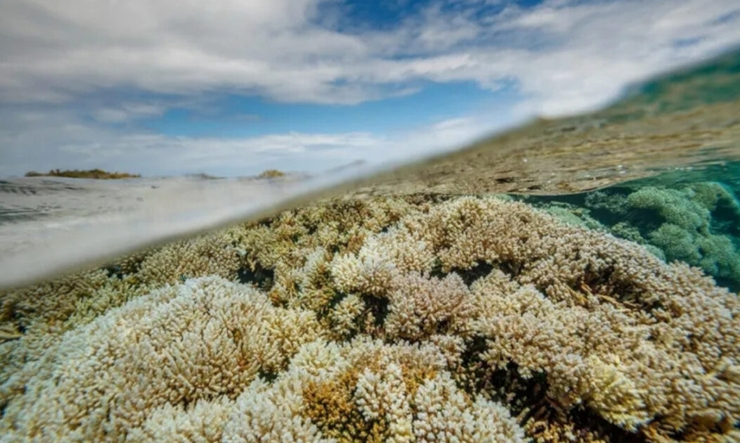 Recife afetado por branqueamento de corais mostra impacto do aquecimento e da acidificação nos oceanos.