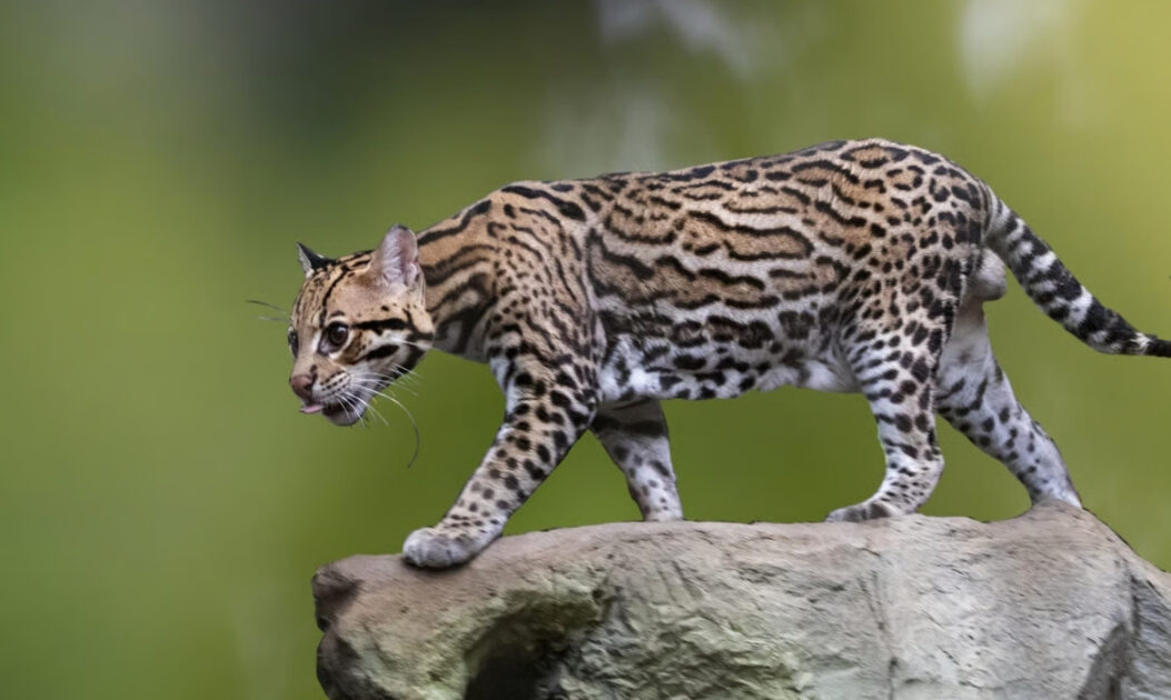 Jaguatirica com pelagem de rosetas em área de mata do Cerrado, parte da biodiversidade do Cerrado.
