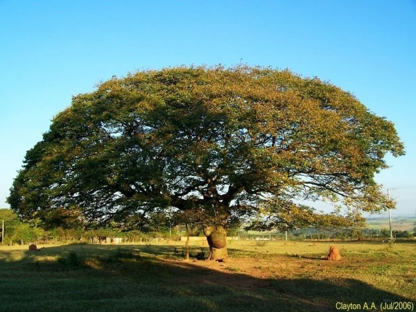 Árvore de jatobá de grande porte em área de Cerrado, representando a biodiversidade do Cerrado.