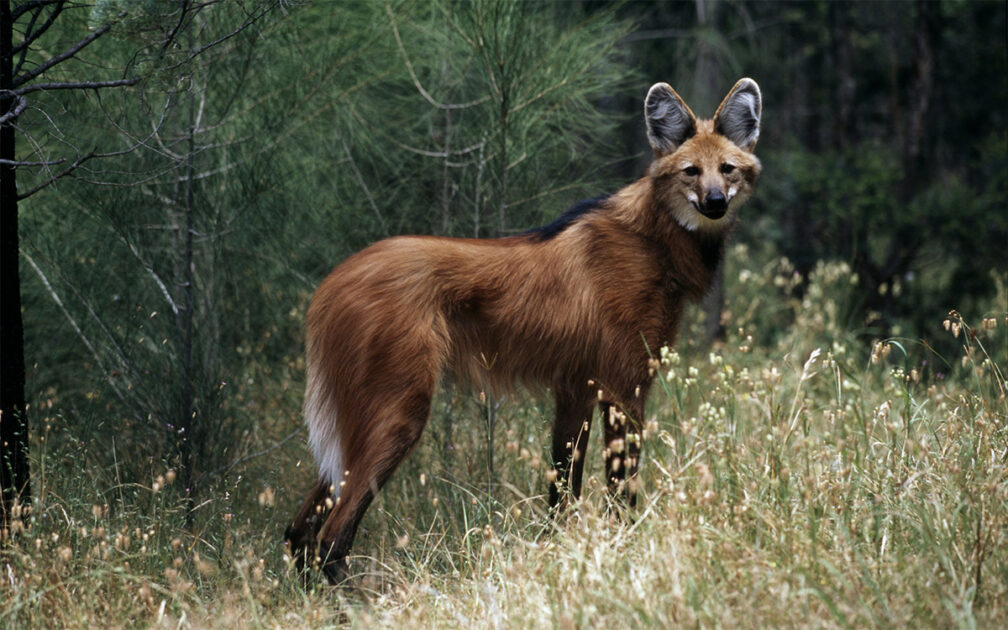 Lobo-guará de pelagem alaranjada em campo de Cerrado, ícone da biodiversidade do Cerrado.