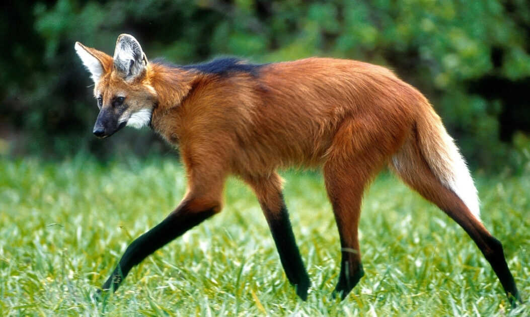 Imagem de lobo-guará em área de Cerrado, com pelagem alaranjada e pernas longas típicas da espécie.
