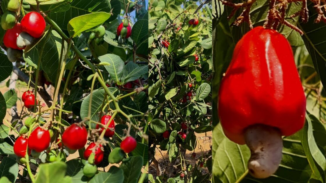 Cajuzinho-do-Cerrado maduro, fruto nativo da biodiversidade do Cerrado.