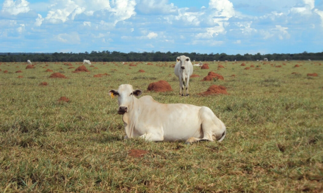 Pasto com gado em área de solo degradado no Cerrado, evidenciando a necessidade de recuperação de terras degradadas no Cerrado.