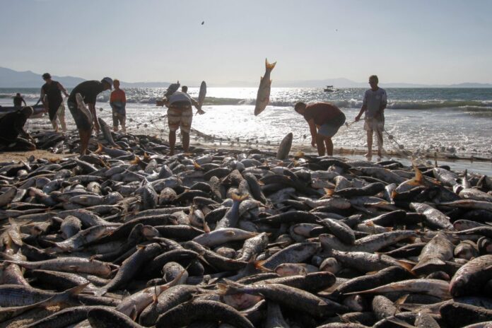Pesca da tainha em Florianópolis após vendaval, contexto que evidencia impactos do aquecimento dos oceanos na atividade pesqueira.