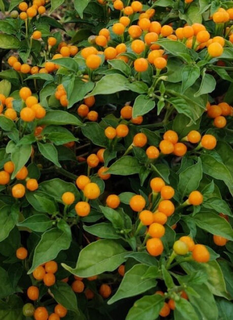 pol pl Papryka peruwianska pikantna Aji Charapita 659 1