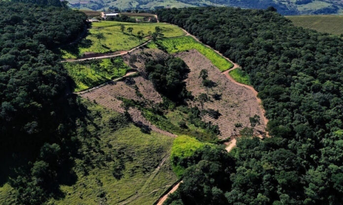 Área de restauração florestal no Cerrado com mudas nativas em crescimento, exemplo de recuperação de terras degradadas no Cerrado.