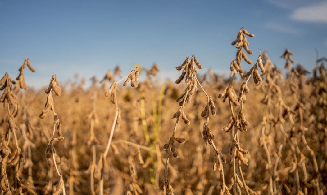 Close de plantação de soja no Cerrado, com vagens maduras em destaque e lavoura ao fundo, em área agrícola consolidada.