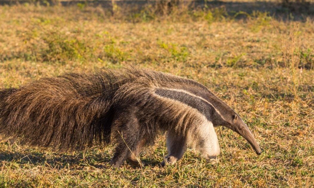 Tamanduá-bandeira caminhando em área aberta do Cerrado, integrante da biodiversidade do Cerrado.