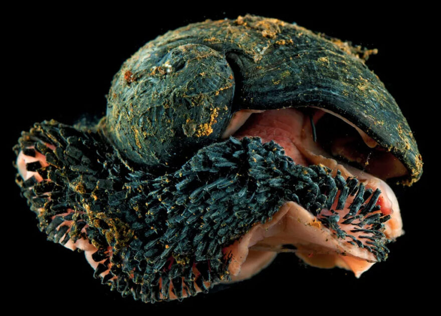 Caracol-de-Pés-Escamosos (Chrysomallon squamiferum)