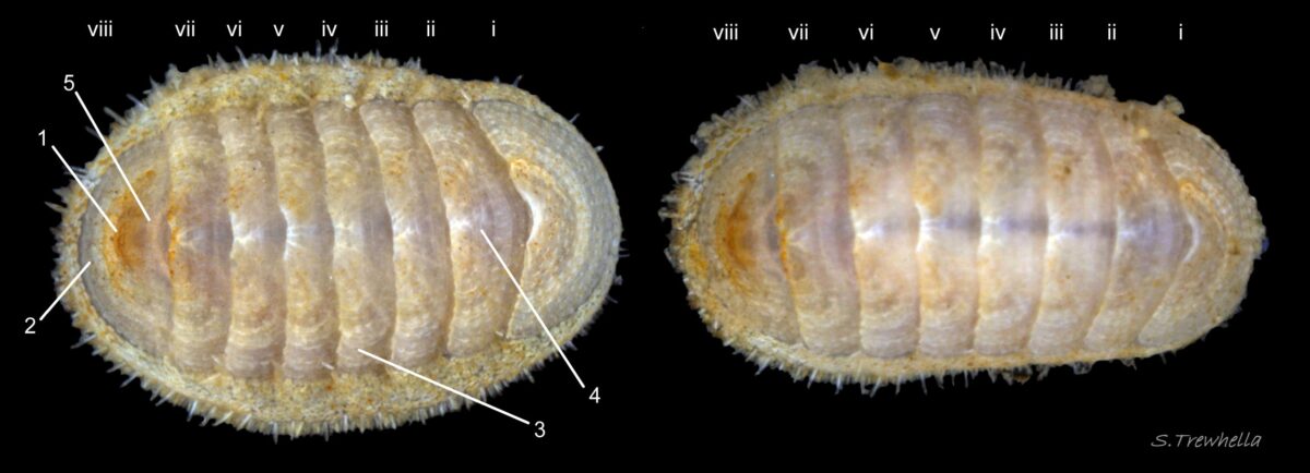 Quíton-Hadal (Leptochiton)