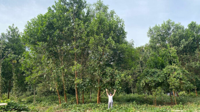 Acácias cultivadas em solo com terra preta da Amazônia em Manaus, evidenciando fertilidade e crescimento vegetal
