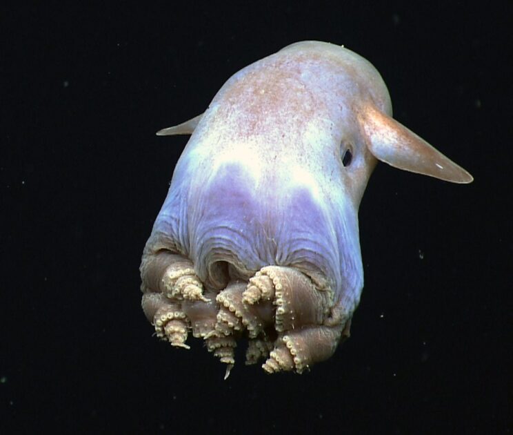 Polvo-Dumbo (Grimpoteuthis)