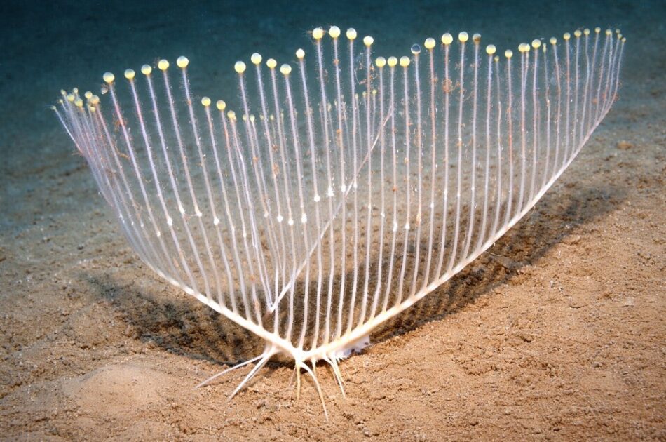 Esponja-Harpa (Chondrocladia lyra) 2