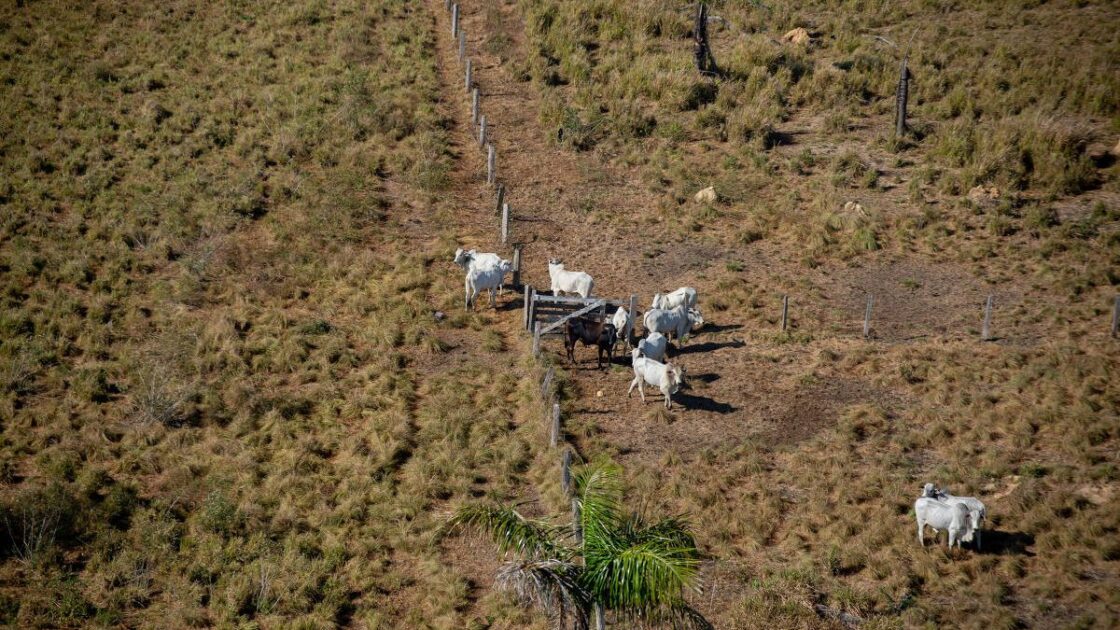 Área de pasto com gado em região desmatada da Amazônia, mostrando a substituição da floresta em pé pela pecuária.