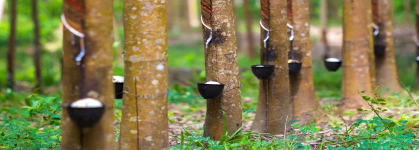 O que e o Extrativismo vegetal no Brasil