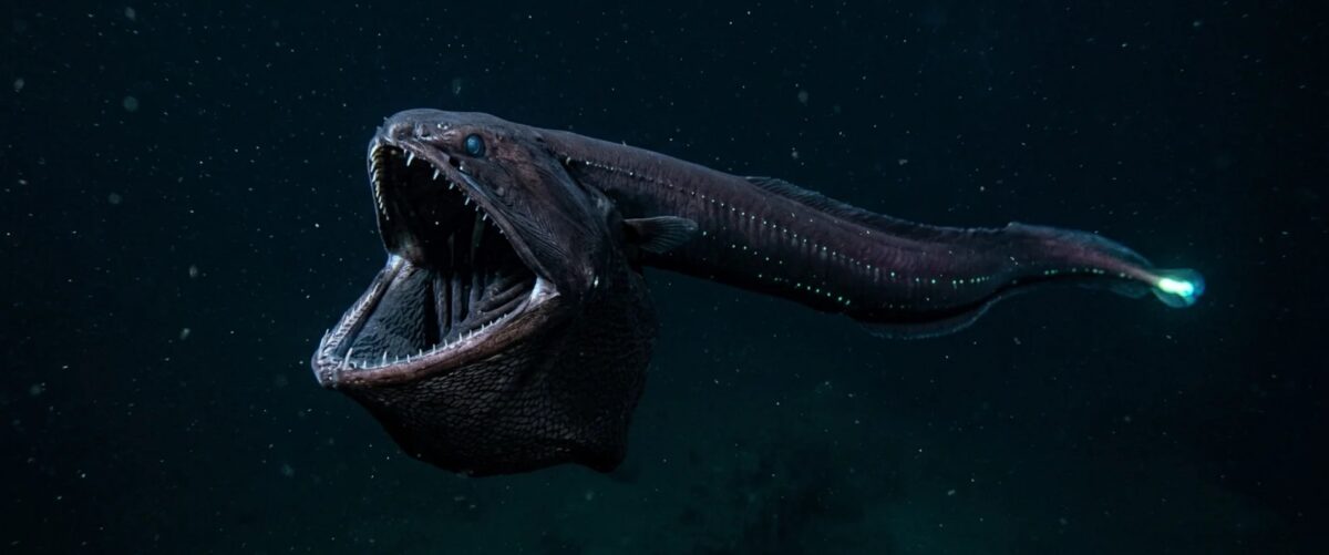 Peixe-Pelicano (Eurypharynx pelecanoides)