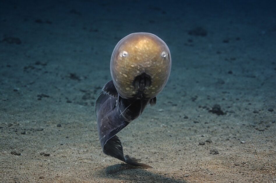 Peixe-Sem-Rosto (Typhlonus nasus)