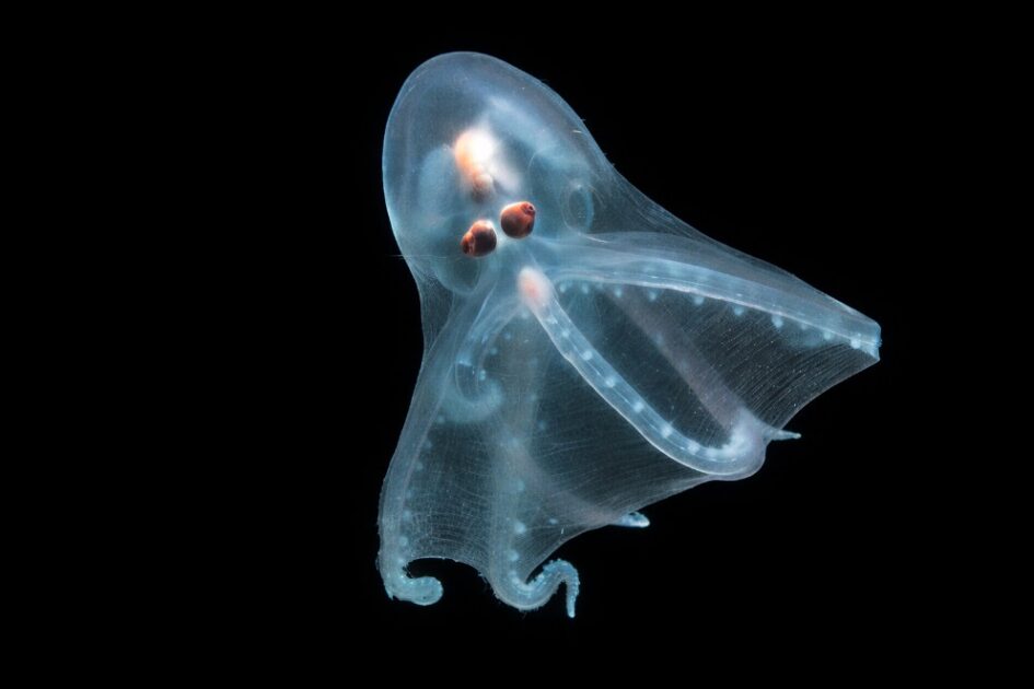 Polvo-Telescópio (Amphitretus pelagicus)