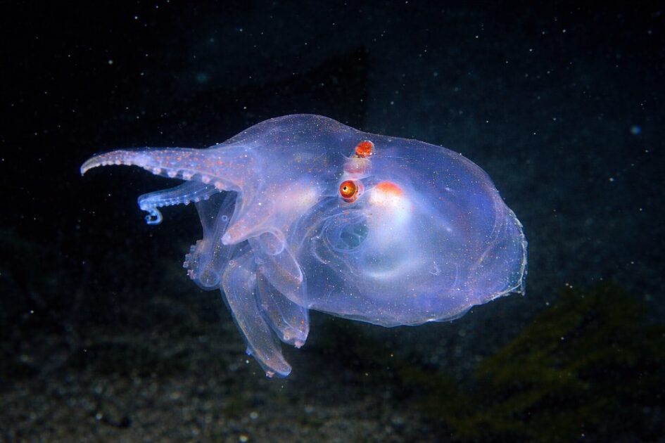 Polvo-Telescópio (Amphitretus pelagicus)