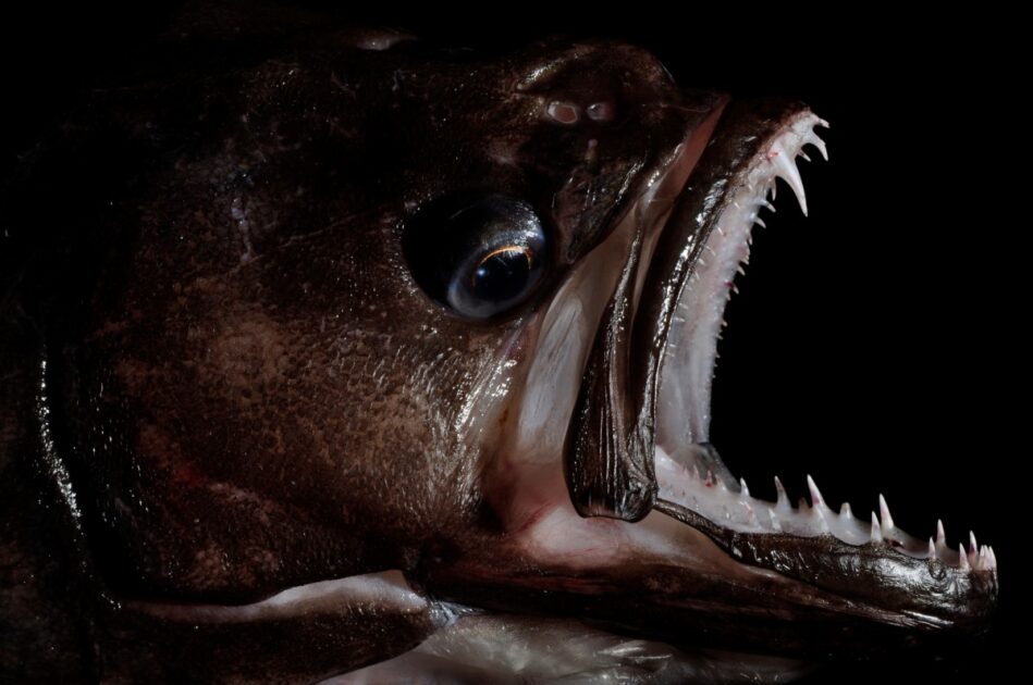 Alabote-da-Groenlândia (Reinhardtius hippoglossoides)