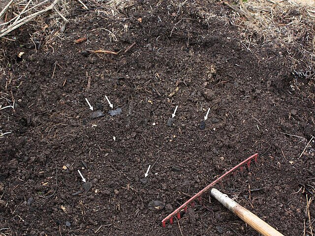 Detalhe de terra preta da Amazônia com fragmentos de carvão vegetal destacados