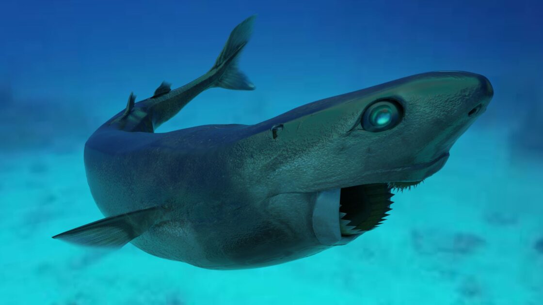 Tubarão-Cortador-de-Biscoitos (Isistius brasiliensis)