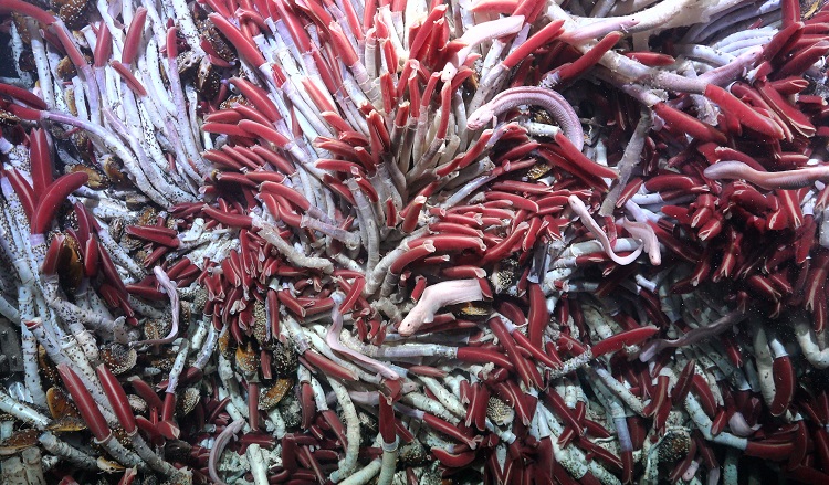 Verme-Tubo-Gigante (Riftia pachyptila)