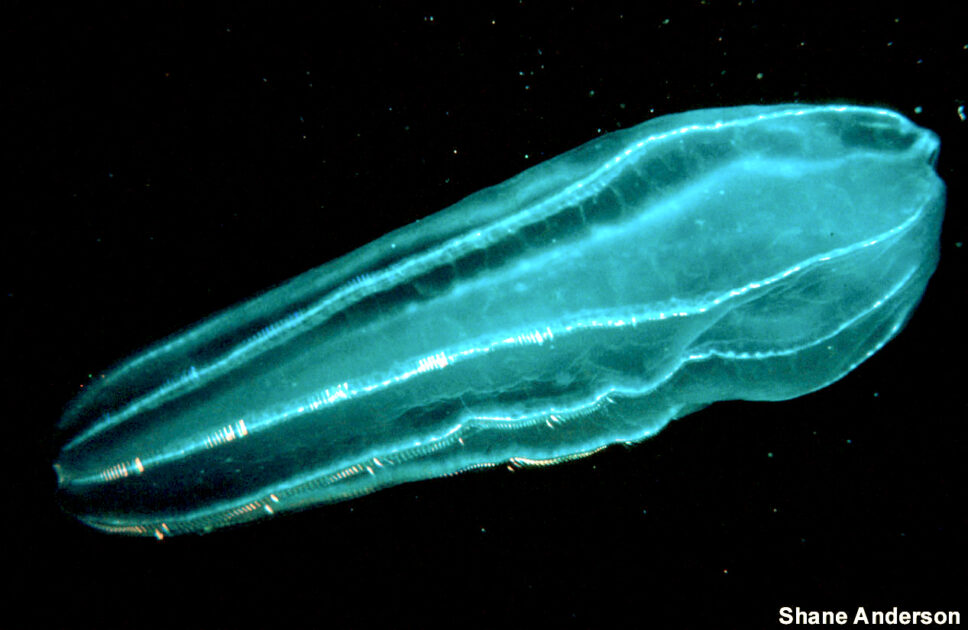 Água-viva-de-Pente (Ctenophora)