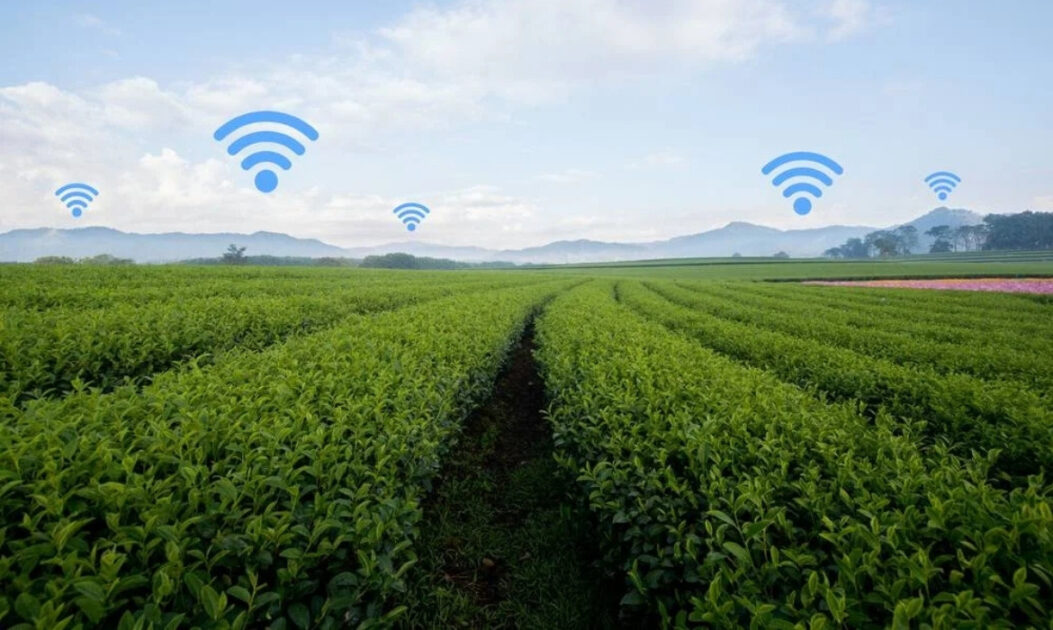 Plantação com símbolo de wi-fi representando a conectividade na agricultura 4.0 no Brasil