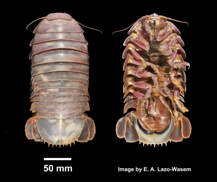 Isópode-Gigante (Bathynomus giganteus)