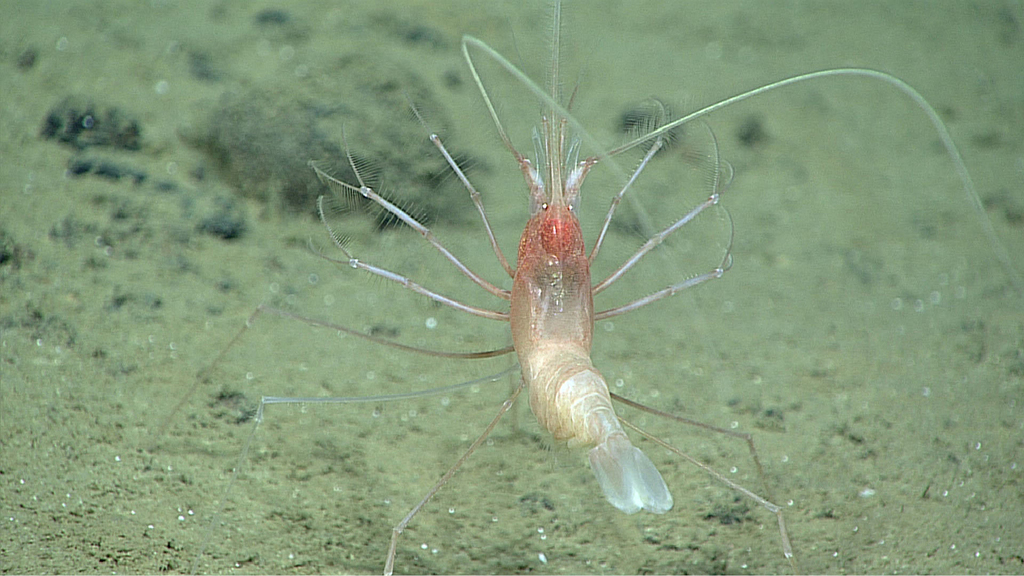 Camarão-Caridea (Caridea)