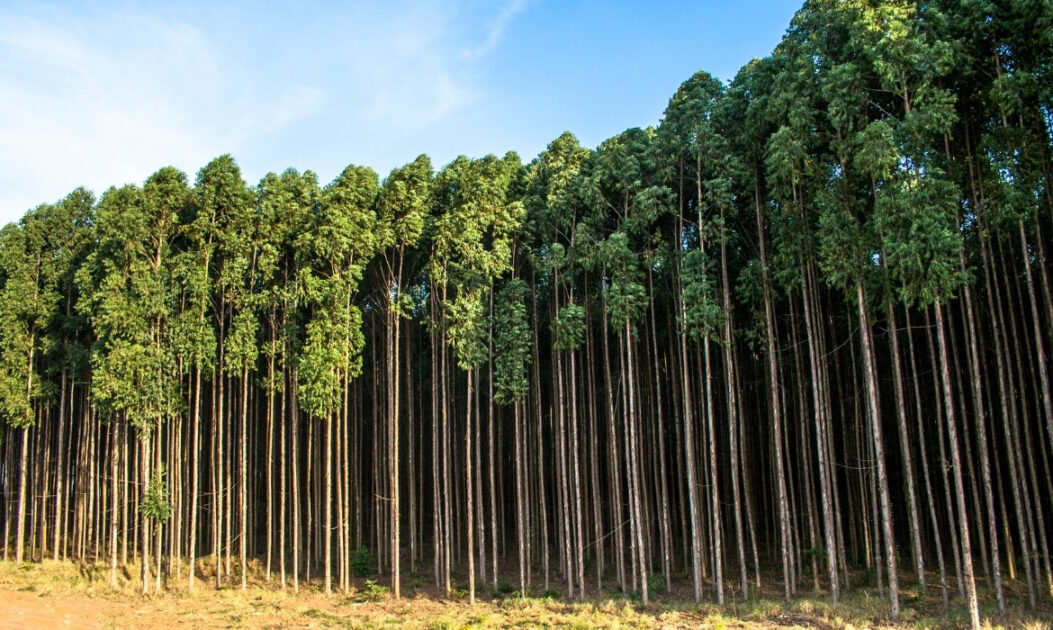 Plantação de eucalipto associada a terras agrícolas abandonadas no Cerrado, comum em áreas de produção de carvão vegetal.