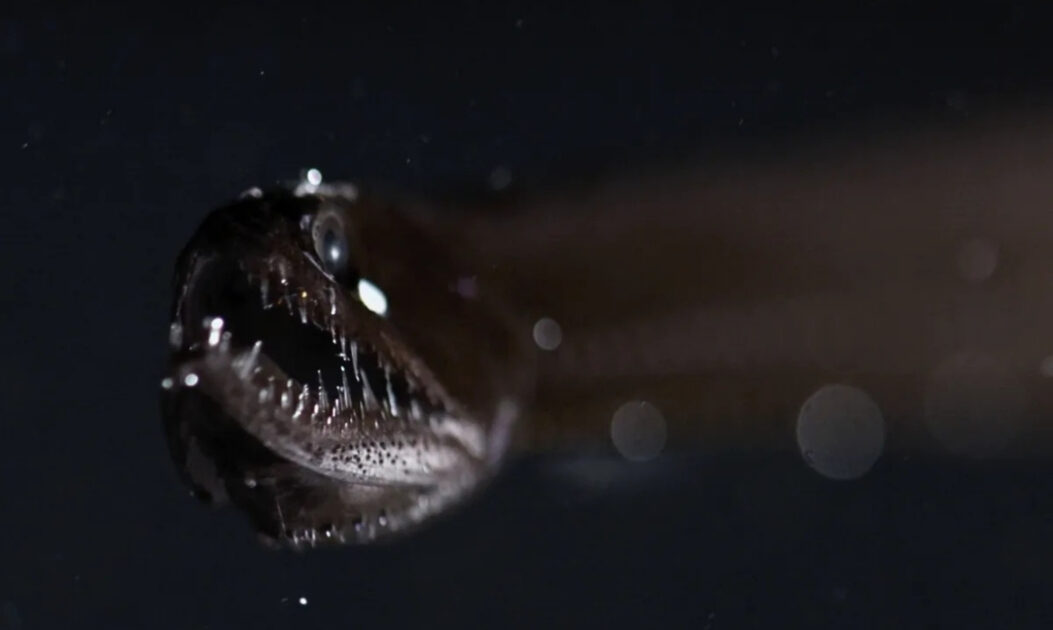 Peixe-Dragão (Grammatostomias flagellibarba)