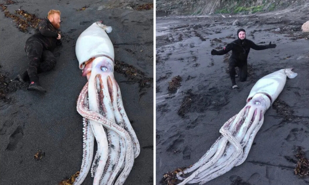 Lula-Colossal (Mesonychoteuthis hamiltoni)