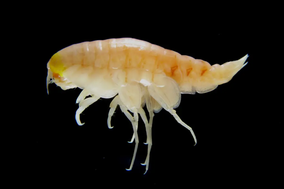 Anfípode-Hadal (Hirondellea gigas)