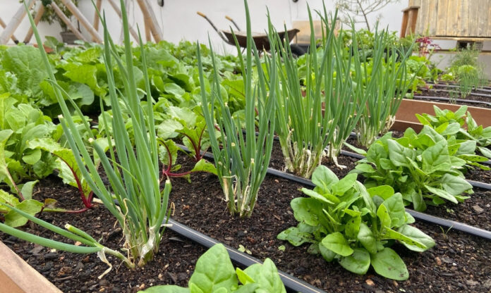 Horta caseira cultivada sem pesticidas, exemplo de horta sem agrotóxicos em ambiente doméstico.